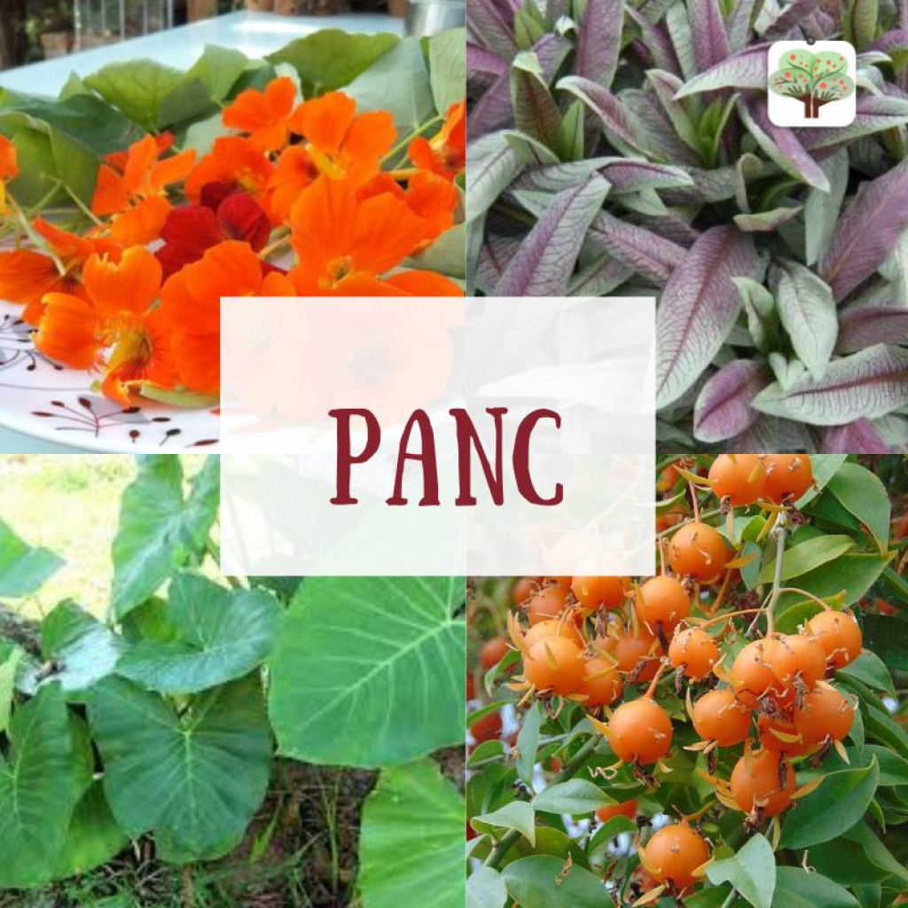 panc