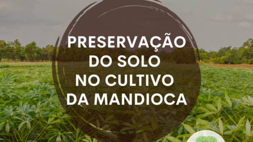 Preservação do solo no cultivo da mandioca